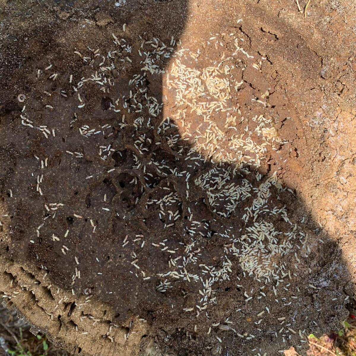 Photo réalisée par Diag Innov représentant des termites sur une souche d'arbre